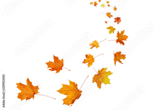 Swirling autumn leaves – Isolated on transparent background. Autumn maple leaves png.