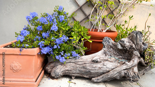 Obraz na plátně Plumbago auriculata blooming in terracotta pots