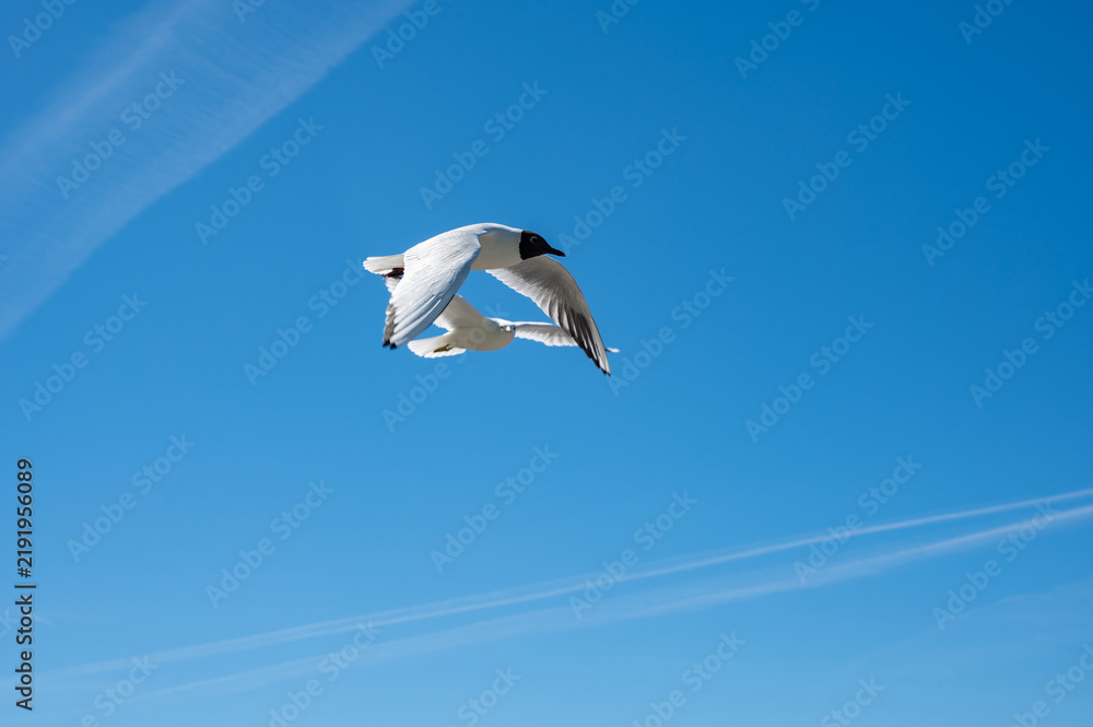 Fototapeta premium Two gulls flying in the blue sky