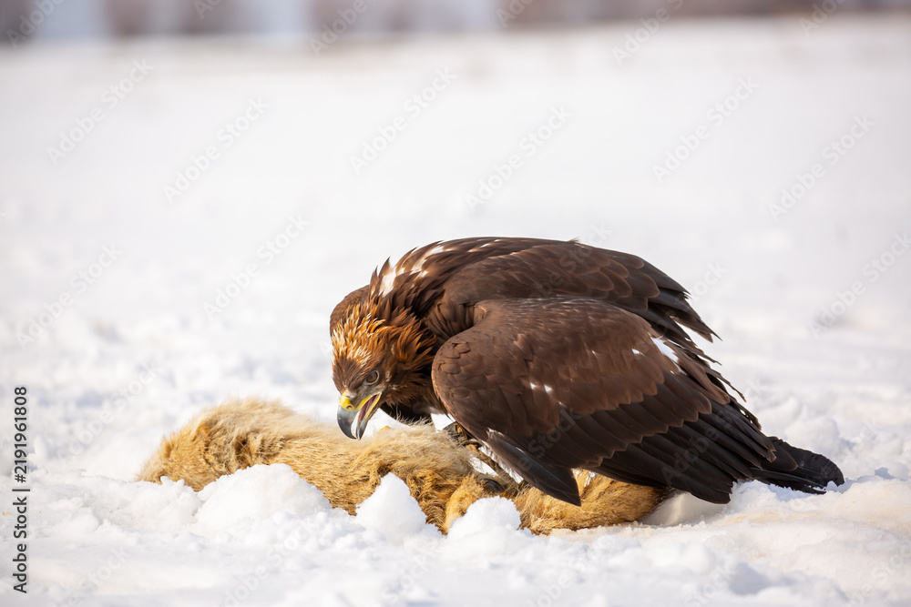 Fototapeta premium A bird of prey hunts its prey. A large eagle caught a fox against a backdrop of snow. Falconry. Berkutchi. A national tradition of Asia. A golden eagle sits in the snow, clinging to its prey.