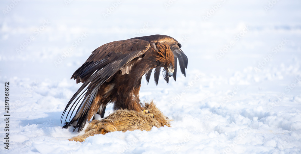 Fototapeta premium Golden eagle in snow during falconry training, perched on a traditional fur lure in a winter landscape, showcasing the power and beauty of a trained bird of prey.