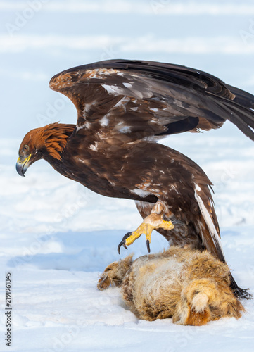 A bird of prey hunts its prey. A large eagle caught a fox against a backdrop of snow. Falconry. Berkutchi. A national tradition of Asia. A golden eagle sits in the snow, clinging to its prey.