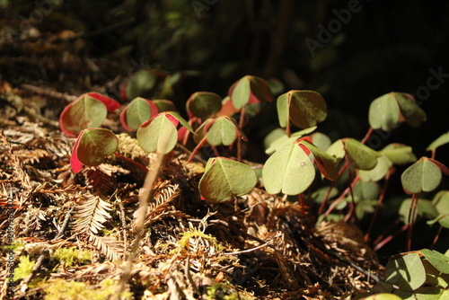 Fotografie wilting clover
