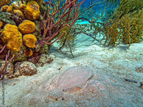 Caribbean coral garden, underwater Bonaire
