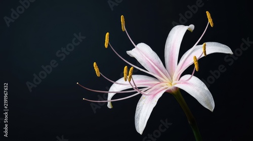 Captivating close-up of a delicate white and pink blossom with prominent long stamens coated in yellow pollen, set against a dark background, fragility, macro, background