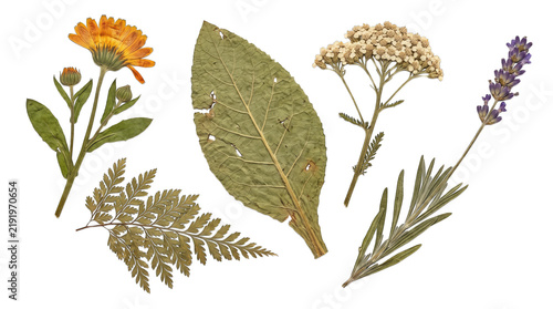 Collection of dried pressed flowers and ferns isolated on transparent background
