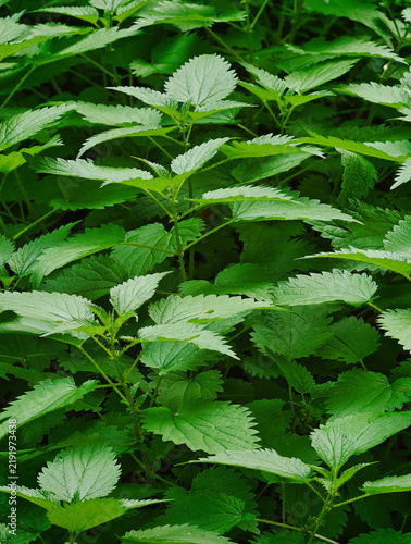 close up of green leaves