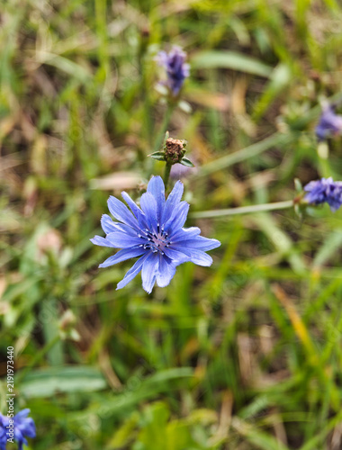 blue flowers