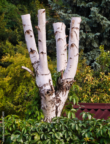 tree in the garden