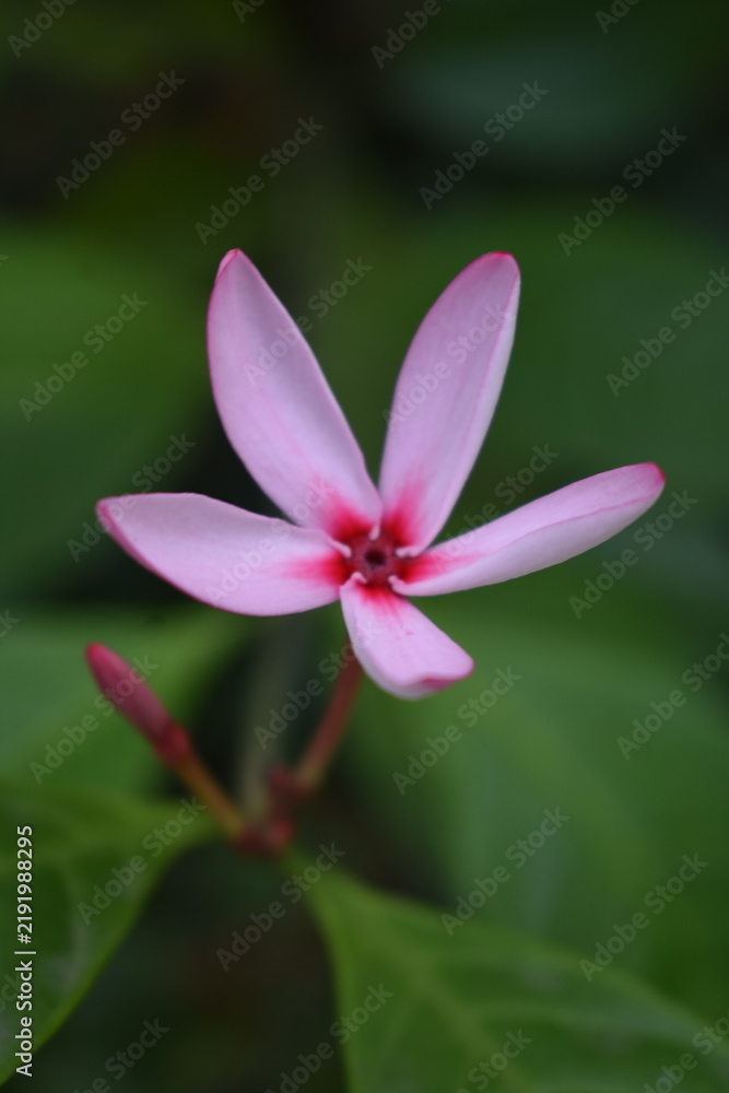 Obraz premium Pink Kopsia (Kopsia fruticosa) Flower and Bud, Kelaniya, Sri Lanka.