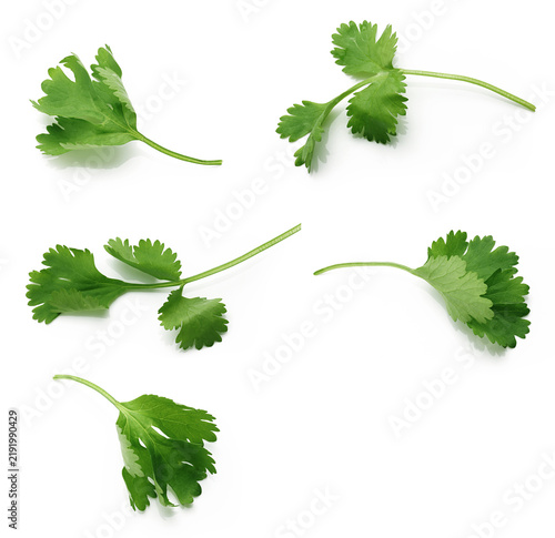 Fresh Green Cilantro Chinese Parsley on white background