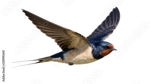 Barn swallow bird with outstretched wings, isolated on transparent background
