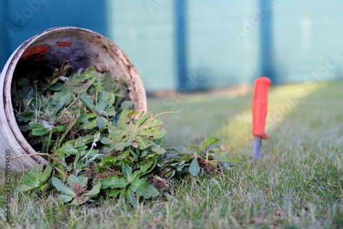 A bucket of weeds removed from a garden lawn with a knife