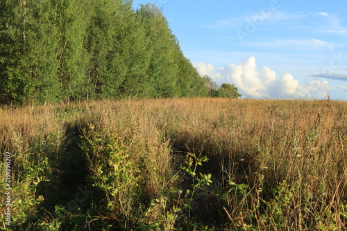 field of grass