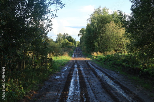 A country road in a summer forest on a sunny day after the rain.