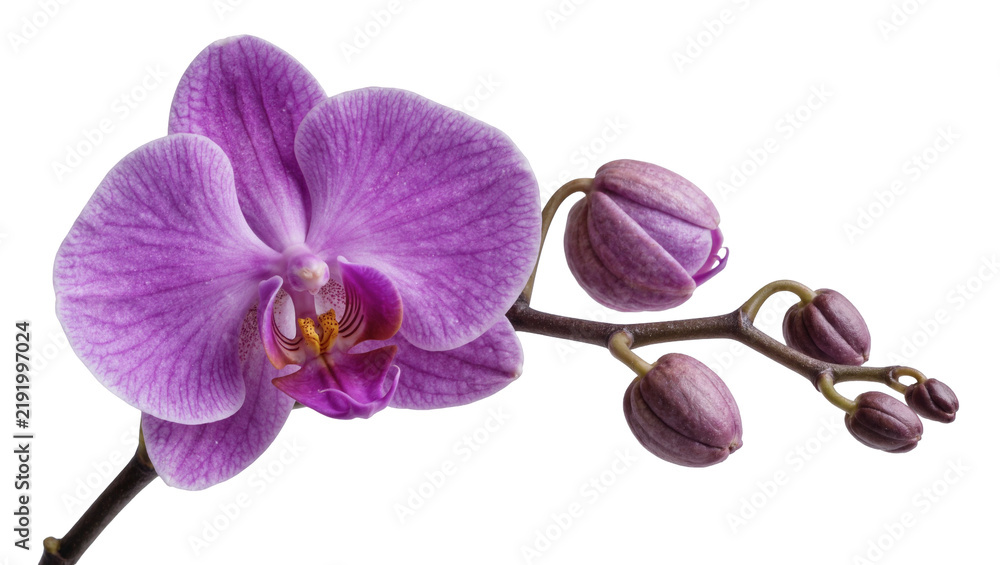 Obraz premium Purple orchid flower with unopened buds on stem, isolated on transparent background