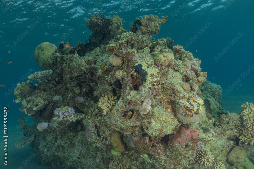 Obraz premium Coral reef and water plants in the Red Sea, Eilat, Israel 