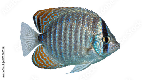Cuadro en lienzo Striped damselfish with orange fin markings, isolated on transparent background