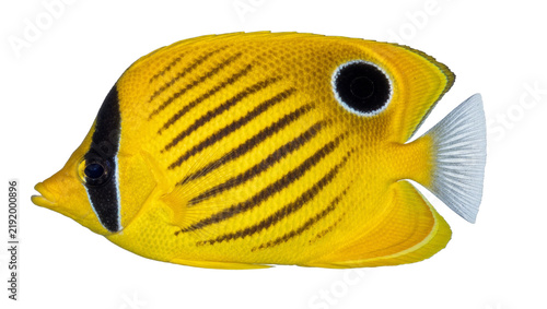 Konstfotografi Bright yellow butterflyfish with black stripes and eye spot, isolated on transpa
