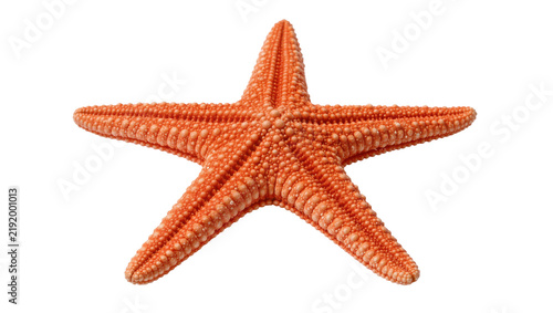 Quadro su tela Orange starfish with five arms textured skin, isolated on transparent background