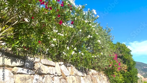Oleander bushes blooming on stone wall. Mediterranean garden landscaping design trends. Beautiful sunny day resort lifestyle.