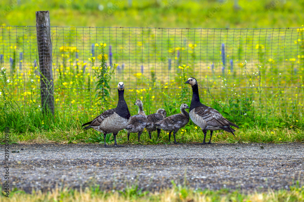 Obraz premium Canadian geese with their young in the Port of Rotterdam as their habitat