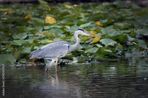 Cuadro en lienzo Grey heron wading in shallow waters
