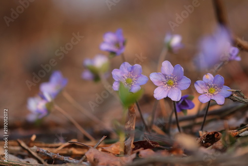 fiori di anemone hepatica in primavera