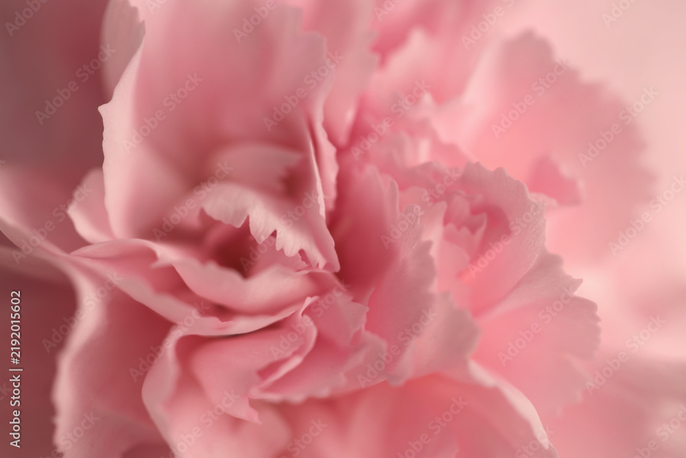 Obraz premium Close-up smoke selected soft focus cream beige pink Carnation Flower bud Petals. Natural art neutral blur light fog background.