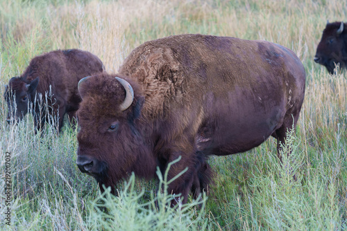 Wild American Bison on the high plains of Colorado. Mammals of North America.