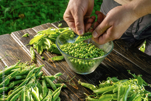 Фотография In a vibrant garden, hands skillfully shell fresh green peas from their pods, placing them into a clear bowl