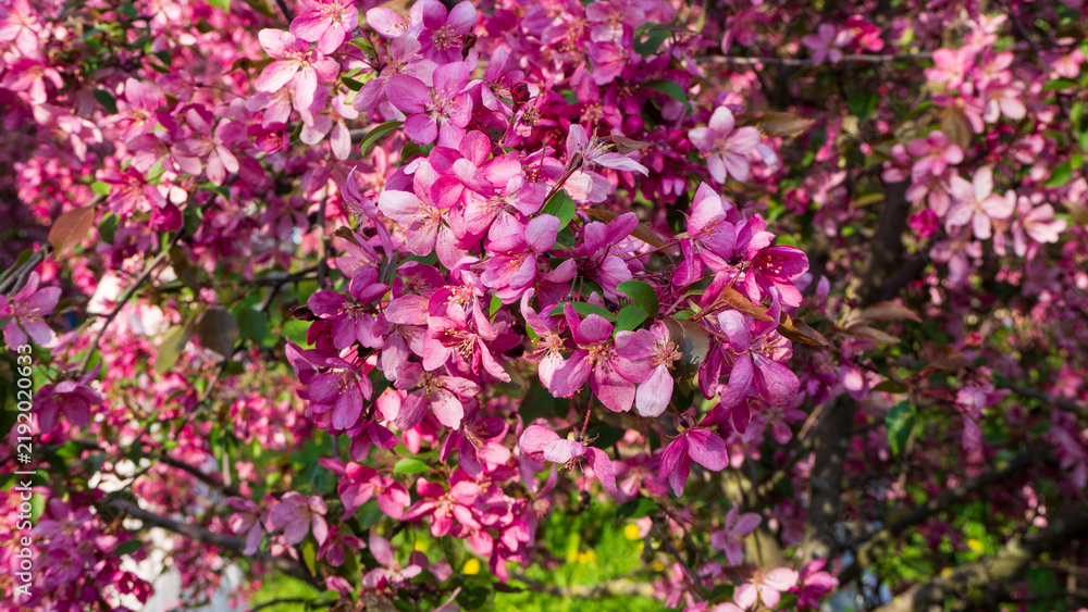 Fototapeta premium Dense vibrant pink apple blossoms cover branches in beautiful closeup. Malus Rudolph tree in fool bloom. Natural floral background..