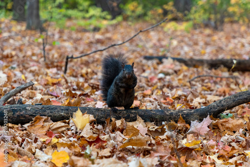 Black squirrel standing on log in autumn forest