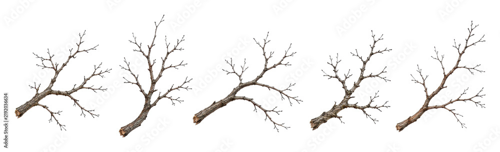Fototapeta premium PNG Set of bare branching tree limbs isolated on white background