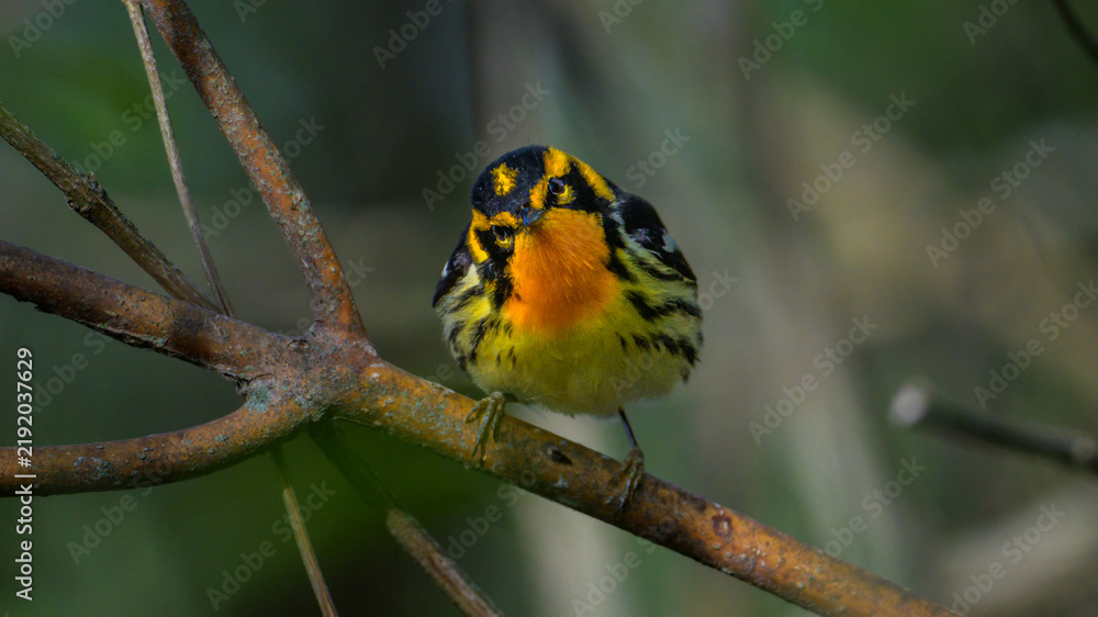 Fototapeta premium Blackburnian Warbler Perched on a Branch