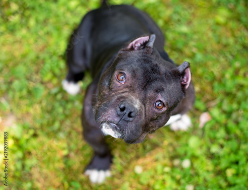 Quadro su tela A short and muscular American Bully dog with cropped ears
