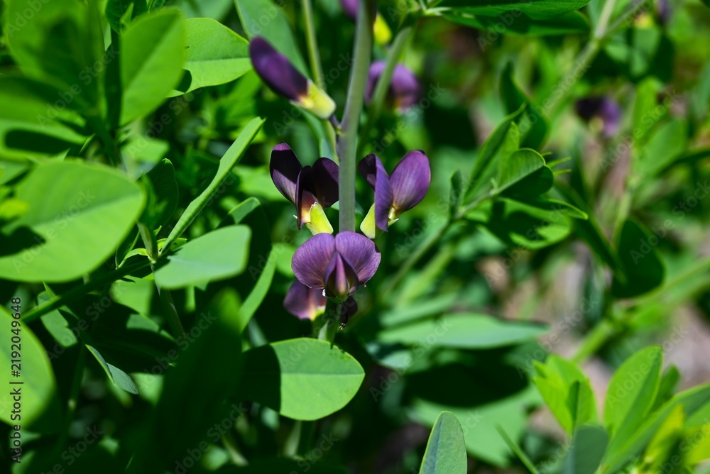 Obraz premium Blue wild indigo (Baptisia australis), Fabaceae perennial. It produces blue purple flowers in early summer, and itslegumes ripen in autumn.