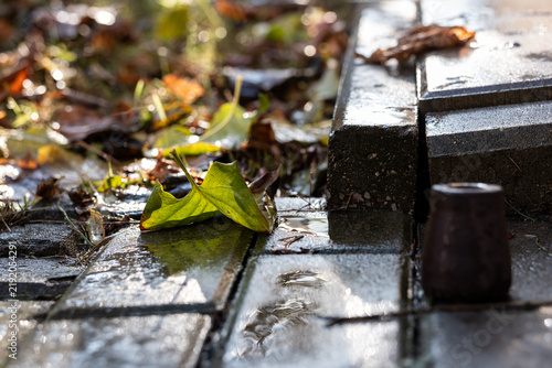 Leaves on a sidewalk paver on a rainy day