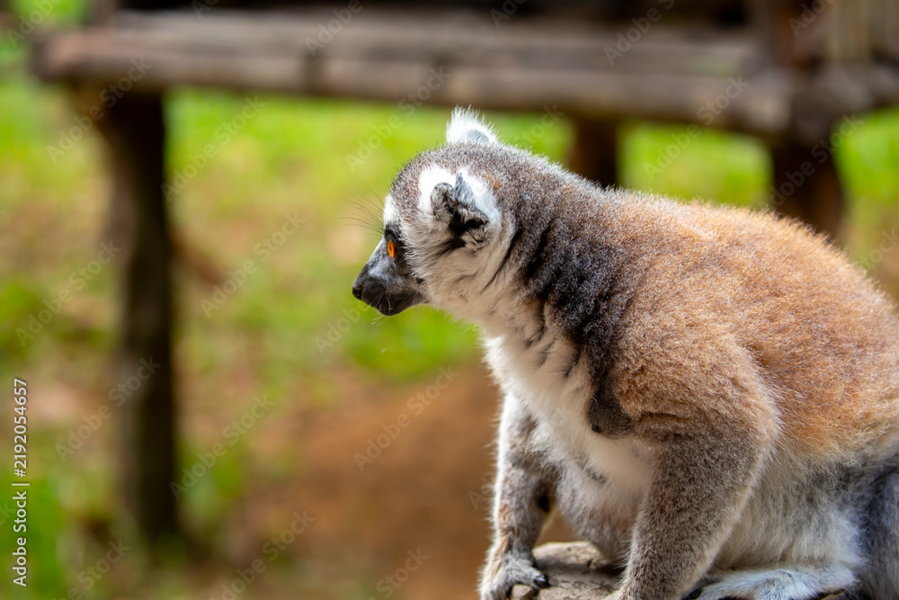 Obraz premium Ring-tailed lemur resting on a tree branch. Iconic Madagascar primate with a striped tail. Close-up of a lemur sitting in the trees.