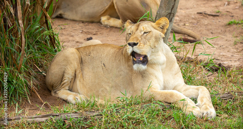 Photography A close-up of a lioness against a backdrop of green grass
