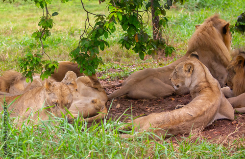 Canvas Print A close-up of a lion and lioness against a backdrop of green grass