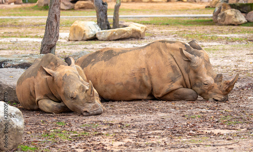 Obraz na płótnie Close-up of a white rhinoceros resting on sandy ground