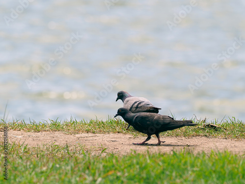 Fotografie Rock Doves Walking on the Ground Near Water Body in Natural Environment