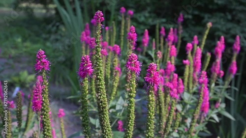 Speedwell, Veronica spicata, a cluster of tall, slender plants showing off their bright pink flower spikes against a soft green background of foliage