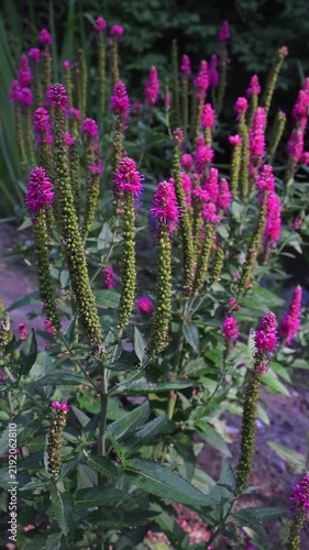Speedwell, Veronica spicata, a cluster of tall, slender plants showing off their bright pink flower spikes against a soft green background of foliage
