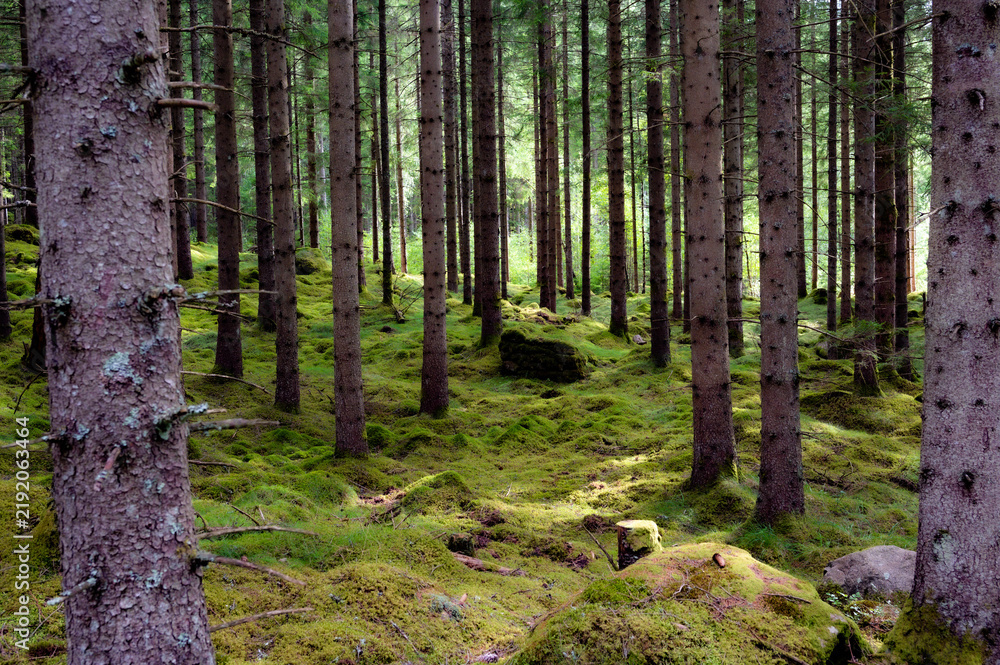Fototapeta premium Sunlight filters through tall pine trees in a lush green forest during a warm summer evening.