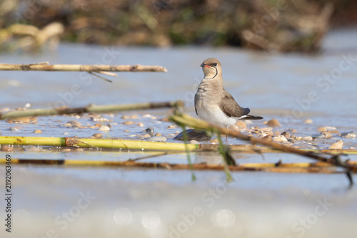 Bild auf Leinwand Collared Pratincole (Glareola pratincola) Standing in Shallow Shore Water with R