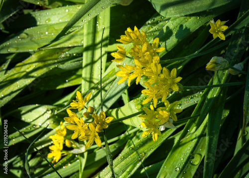 Fotografie Allium moly ‘Jeannine’, golden garlic, a bulbous perennial forming umbels of bright yellow star-shaped flowers above narrow green foliage