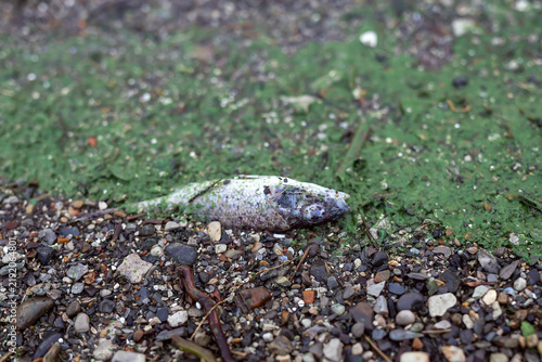 Dead fish on a shoreline covered with green algae