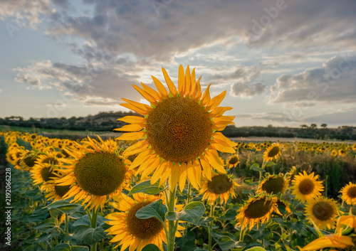 Sunflowers growing in agricultural field at golden hour light before dusk.
